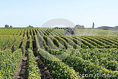 Vineyard landscape tractor spraying of grapevines in Margaux Medoc near Bordeaux France Stock Photo