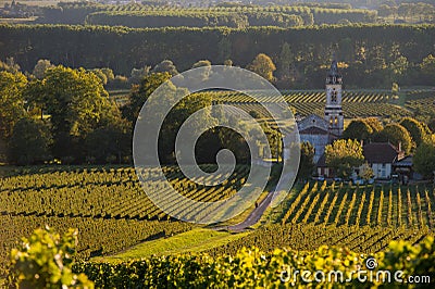 Vineyard landscape-Vineyard south west of France-Sauternes Stock Photo