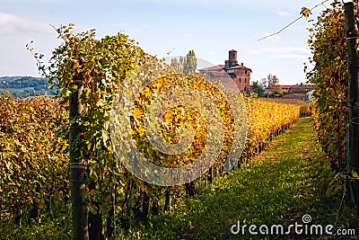 Vineyard Langhe rows field with cottage. Autumn beautiful orange and yellow colors. Viticulture Piedmont, Italy. Stock Photo