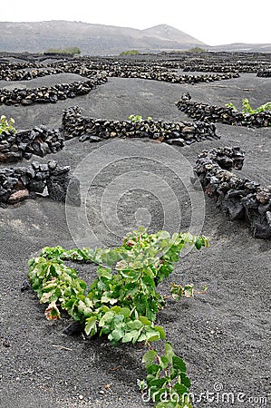Vineyard on Lanzarote Stock Photo