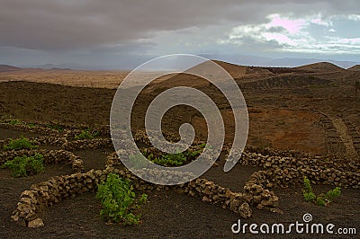 Vineyard on Lanzarote Stock Photo