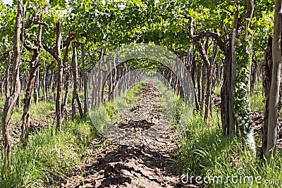 Vineyard, Lujan de Cuyo, Argentina Stock Photo