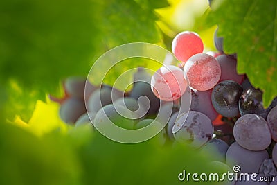Vines with Lush, Ripe Wine Grapes Ready to Pick Stock Photo