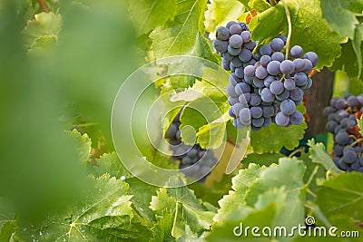 Vineyard with Lush, Ripe Wine Grapes on the Vine Ready to Pick Stock Photo