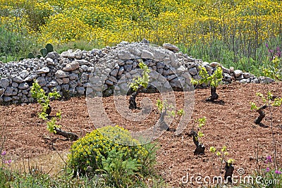 Vineyard on Malta Stock Photo