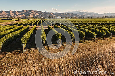 Vineyard in Marlborough, New Zealand Stock Photo