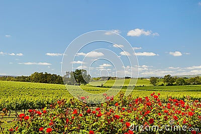 Vineyard in McLaren Vale with roses Stock Photo