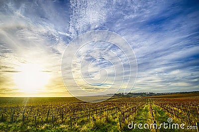 Vineyard in McLaren Vale, South Australia Stock Photo