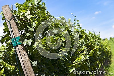 Vineyard of Merlot grape Stock Photo