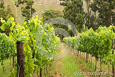 Vineyard, Montague, Route 62, South Africa, Stock Photo