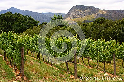 Vineyard, Montague, Route 62, South Africa, Stock Photo