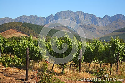 Vineyard in Montague, Route 62, South Africa Stock Photo