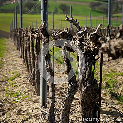 A vineyard in Montefalco Italy where Sagrantino is produced. Stock Photo