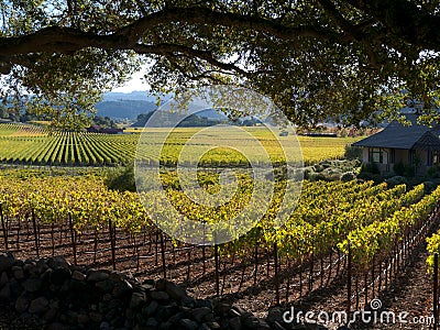 Vineyard in Napa Valley Stock Photo