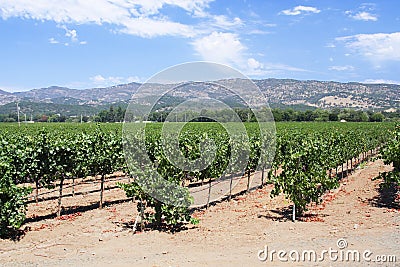 Vineyard from Napa Valley in C Stock Photo