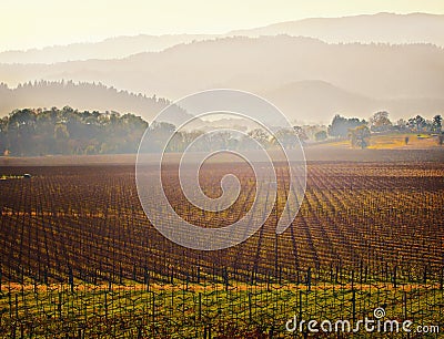 Vineyard, Napa Valley Wine Country, California Stock Photo