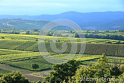 Vineyard near Ilbesheim in the Pfalz, Germany Stock Photo