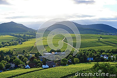 Vineyard near Ilbesheim in the Pfalz, Germany Stock Photo