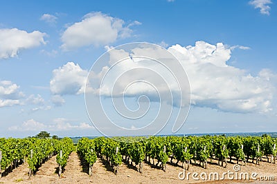 vineyard near Pouilly-Fuisse, Burgundy, France Stock Photo
