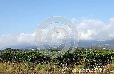 Vineyard in oriental plain of Corsica Stock Photo