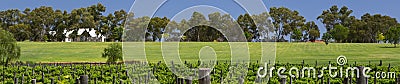 Swan River Vineyard Panorama, Western Australia Stock Photo