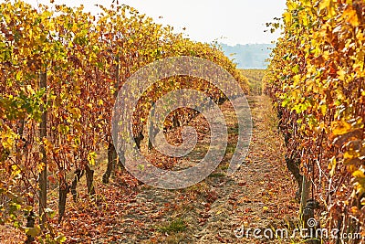 Vineyard, path between two vine rows in autumn with yellow leaves Stock Photo