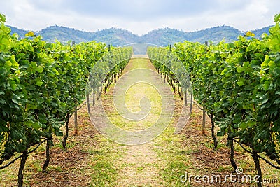 Vineyard pathway and mountain background landscape on hill Stock Photo