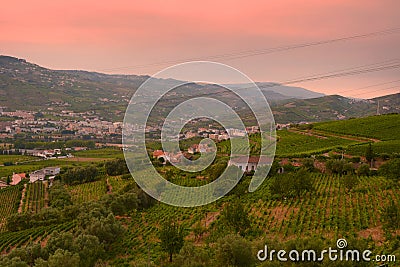 Vineyard at Peso da Regua in Alto Douro Wine Region, Portugal Stock Photo