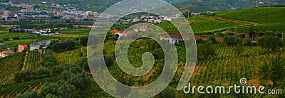 Vineyard at Peso da Regua in Alto Douro Wine Region, Portugal Stock Photo