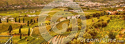 Vineyard at Peso da Regua in Alto Douro Wine Region, Portugal Stock Photo