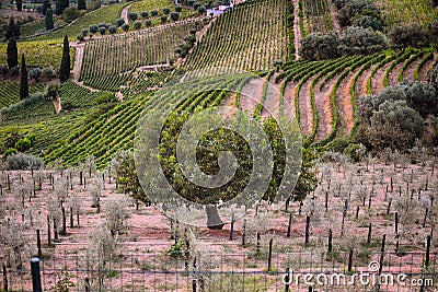 Vineyard at Peso da Regua in Alto Douro Wine Region, Portugal Stock Photo