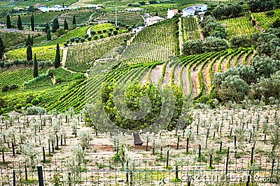 Vineyard at Peso da Regua in Alto Douro Wine Region, Portugal Stock Photo