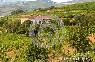 Vineyard at Peso da Regua in Alto Douro Wine Region, Portugal Stock Photo