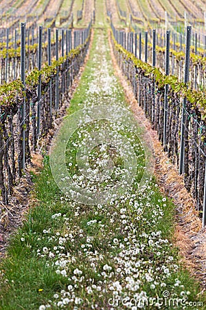 Vineyard in Pfalz, Germany Stock Photo