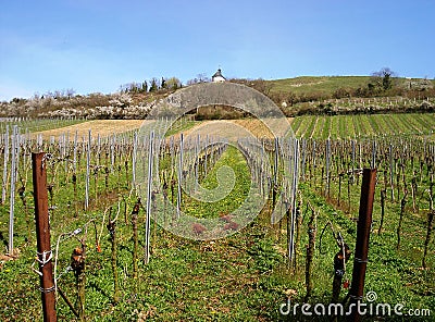Vineyard in the Pfalz in spring Stock Photo