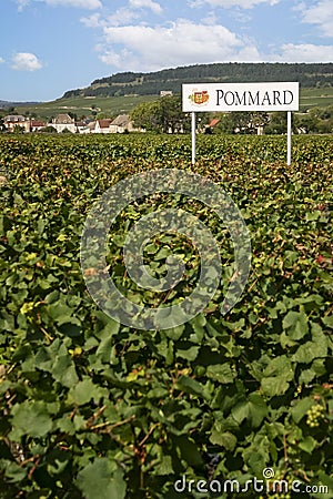 Vineyard with Pommard wine sign in amongst the vines in Pommard, Burgundy, France Editorial Stock Photo