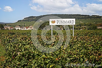 Vineyard with Pommard wine sign in amongst the vines in Pommard, Burgundy, France Editorial Stock Photo