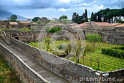 Vineyard in Pompeii Stock Photo