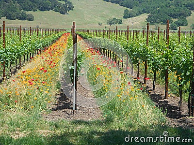 Vineyard with poppies Stock Photo