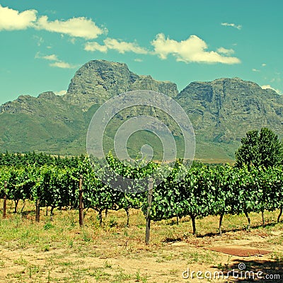 Vineyard in province West Cape(South Africa) Stock Photo