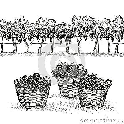 Vineyard and grapes in basket. Isolated on white background. Hand drawn vector illustration Vector Illustration