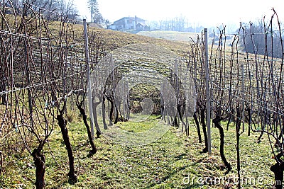 Vineyard row on cold winter day Stock Photo