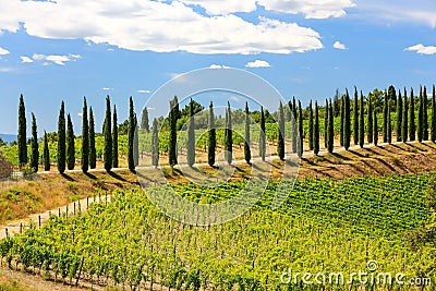 Vineyard with row of cypress trees in Val d`Orcia, Tuscany, Ital Stock Photo