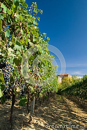 Vineyard rows Stock Photo