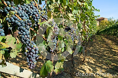 Vineyard rows Stock Photo