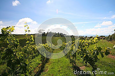 Vineyard rows Stock Photo