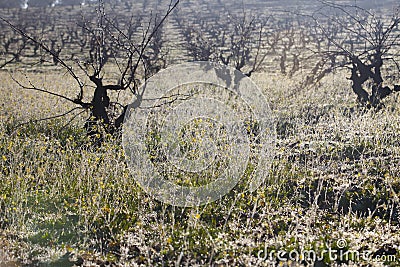 Vineyard rows full of weed Stock Photo