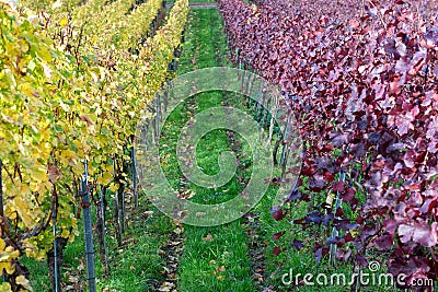 Vineyard rows with red and yellow leaves Stock Photo