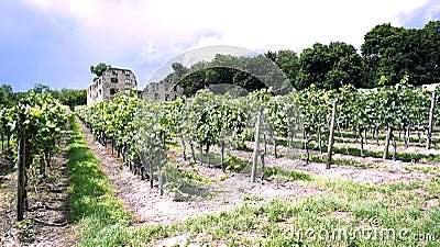 Vineyard in Ruins under Blue Sky Stock Photo