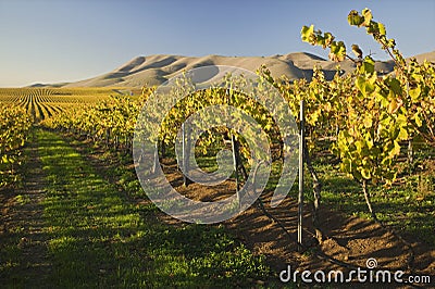 Vineyard in Santa Maria California Stock Photo